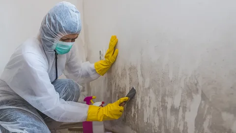 Emergency Mould Remediation Sydney